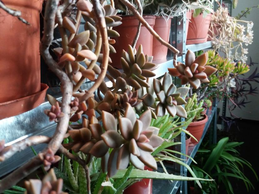  - Cactusi si suculente