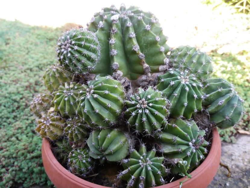  - Cactusi si suculente