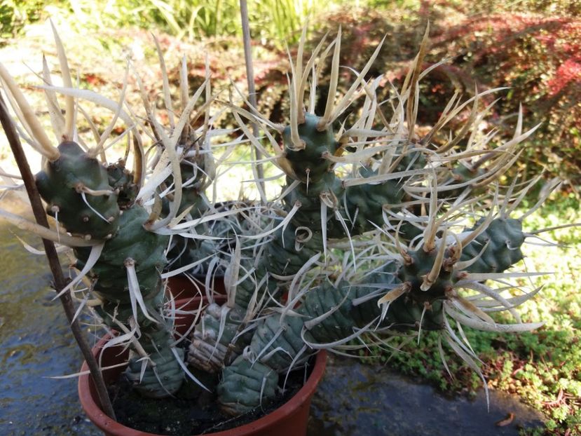  - Cactusi si suculente