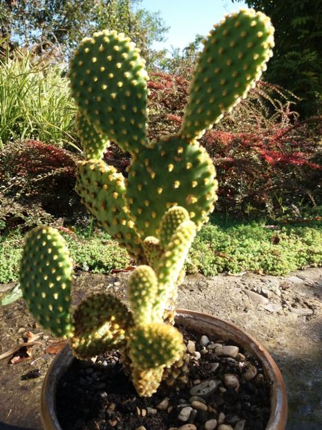  - Cactusi si suculente