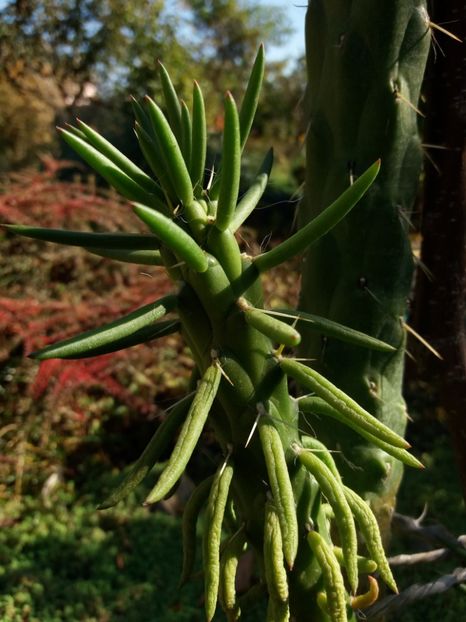  - Cactusi si suculente