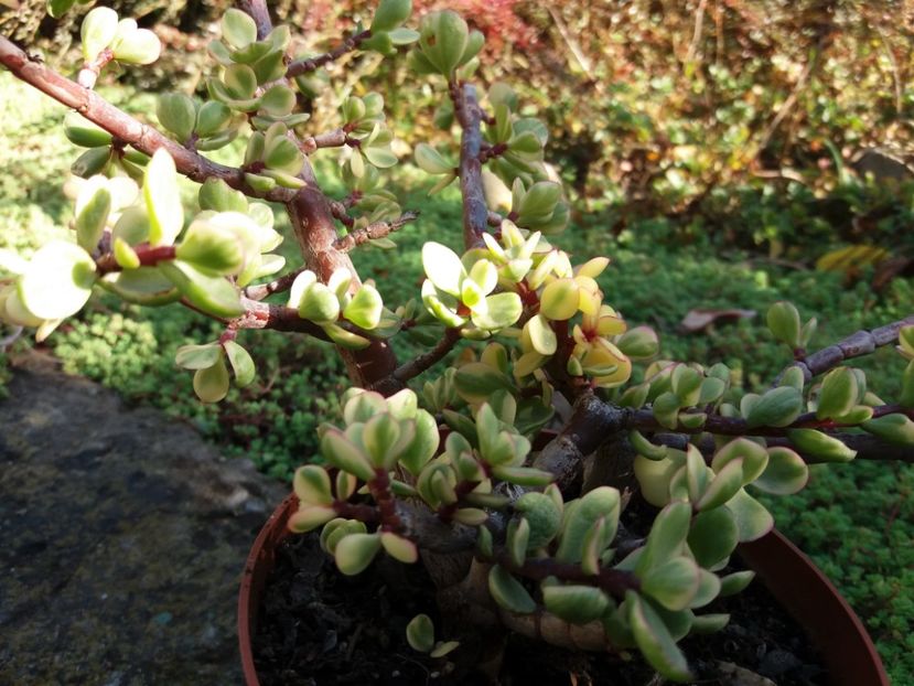  - Cactusi si suculente