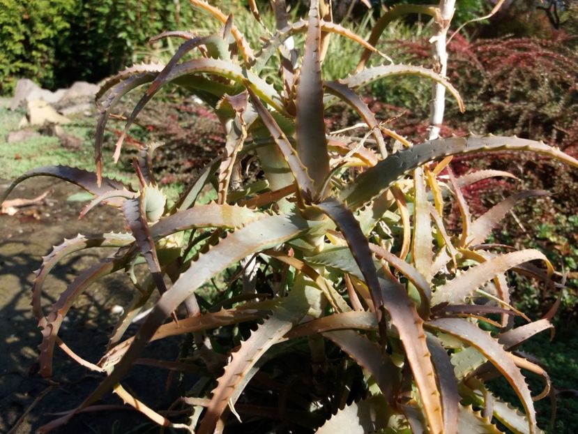  - Cactusi si suculente