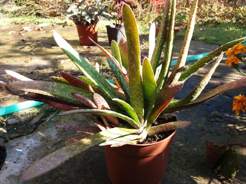  - Cactusi si suculente