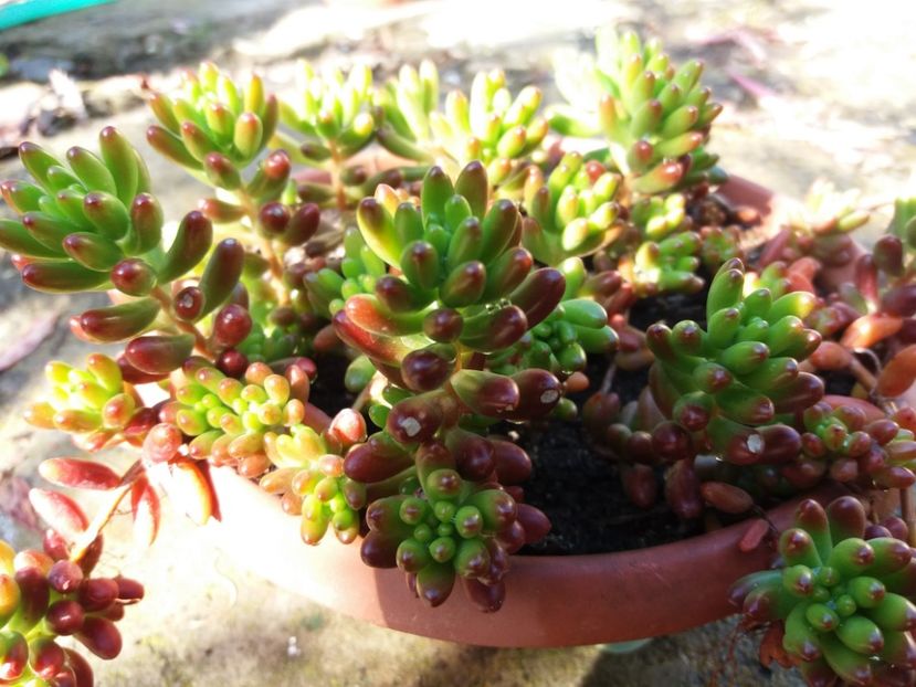  - Cactusi si suculente