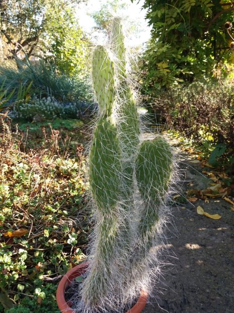  - Cactusi si suculente