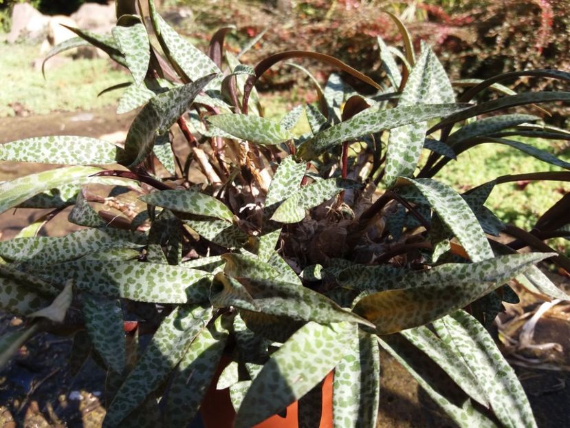  - Cactusi si suculente