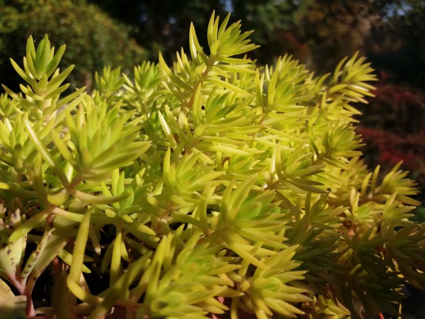  - Cactusi si suculente