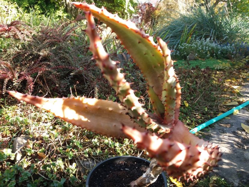  - Cactusi si suculente