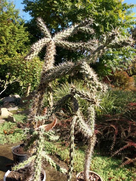  - Cactusi si suculente