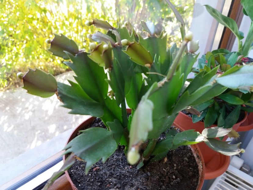  - Cactusi si suculente