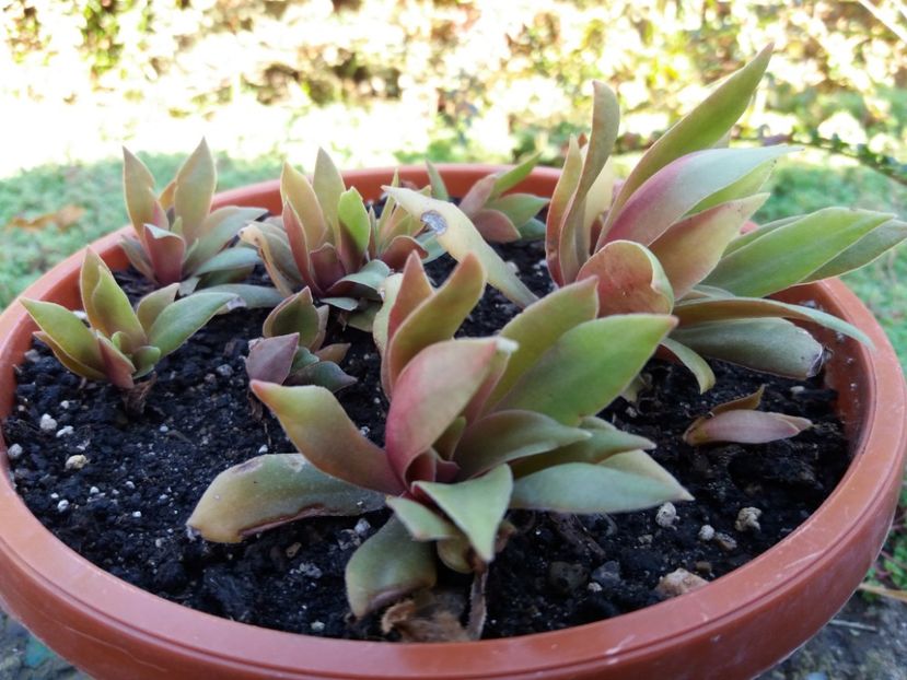  - Cactusi si suculente