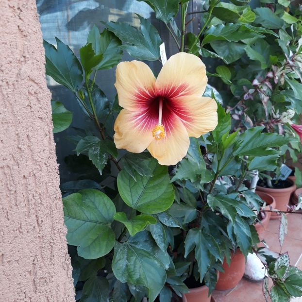  - hibi cuban variety