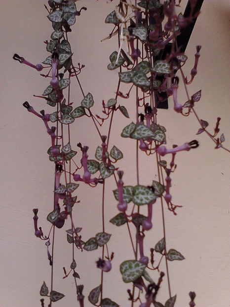 Picture0 011 1055 - Cactusi si suculente