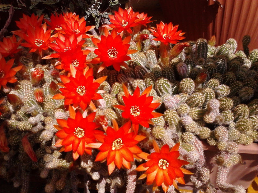 Picture 034 - Cactusi si suculente