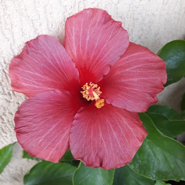  - Hibi Electric Blue