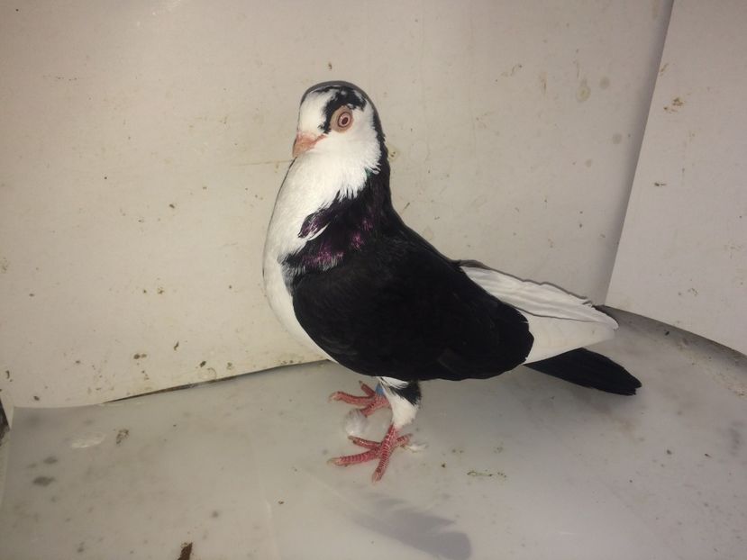 7073  femelă  2018 - Plecați ALBUM 2