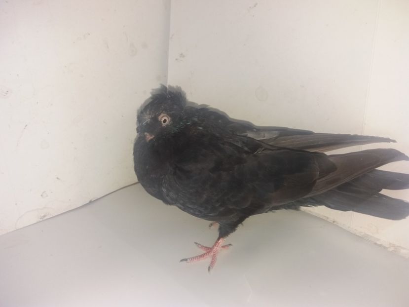 7145  mascul  2018 - Plecați ALBUM 2