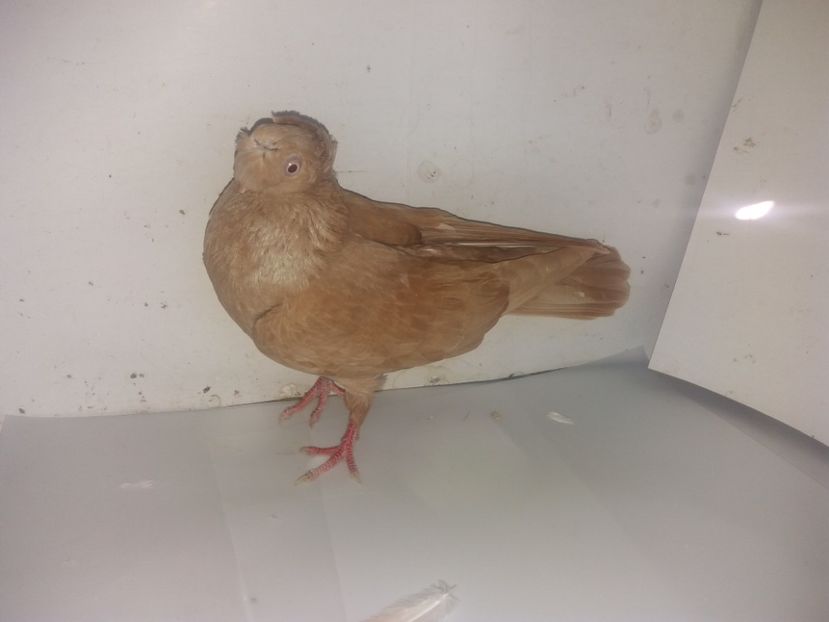 7067  femelă  2018 - Plecați ALBUM 2