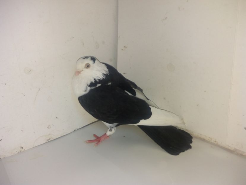 7085  mascul  2018 - Plecați ALBUM 2