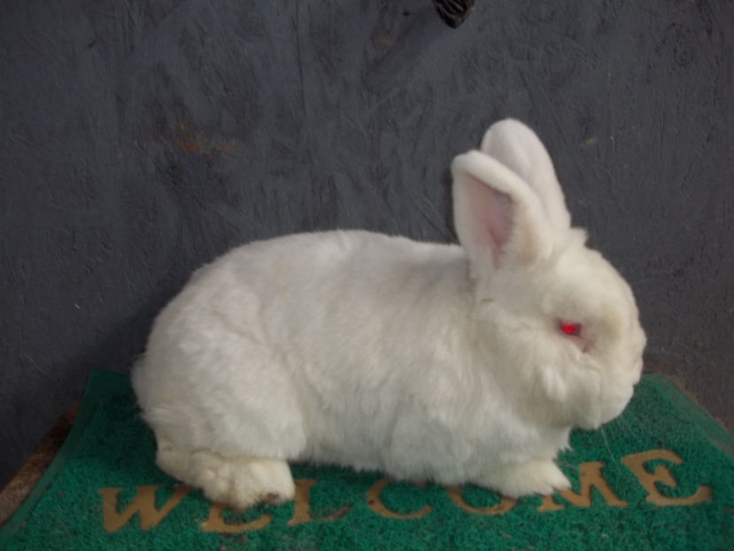 Neozeelandez alb M 3 - Neozeelandez alb M 3