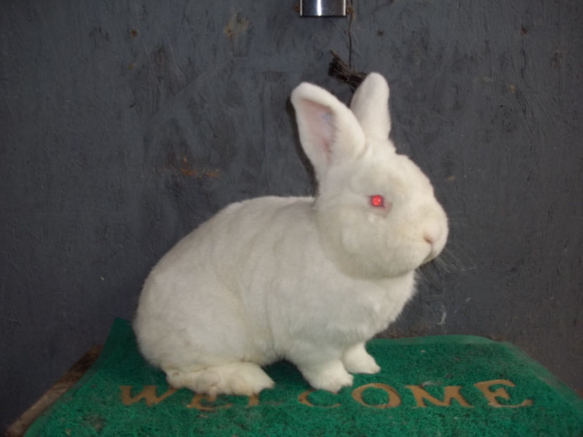 Neozeelandez alb M 3 - Neozeelandez alb M 3