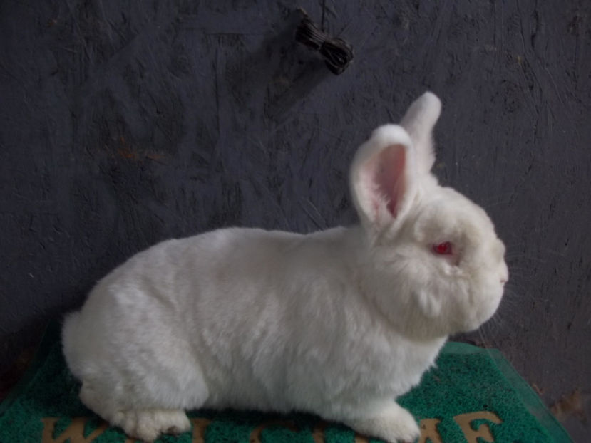 Neozeelandez alb M 3 - Neozeelandez alb M 3