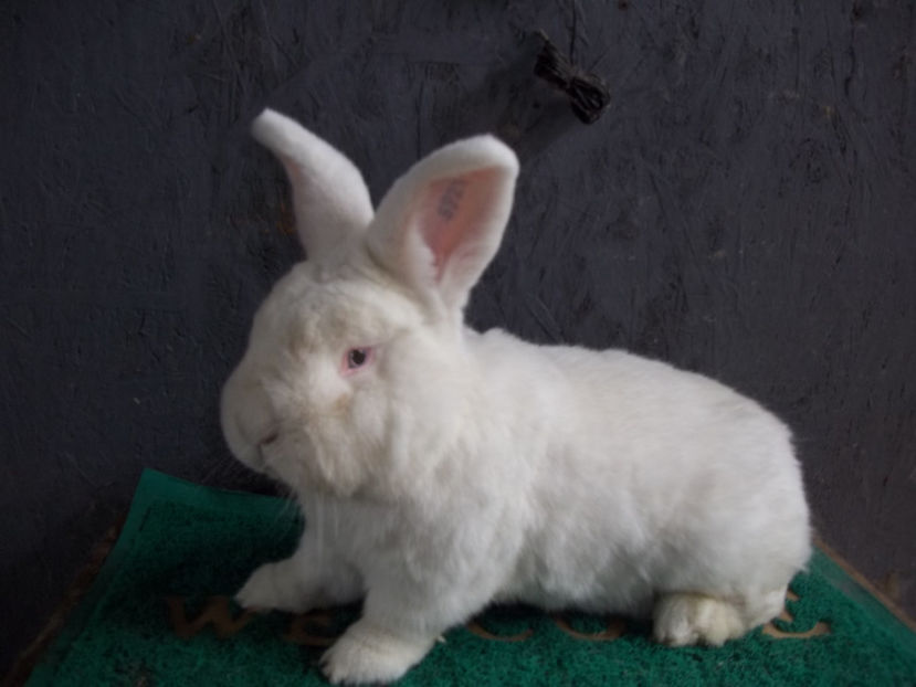 Neozeelandez alb M 3 - Neozeelandez alb M 3