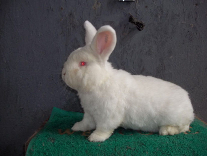 Neozeelandez alb M 3 - Neozeelandez alb M 3