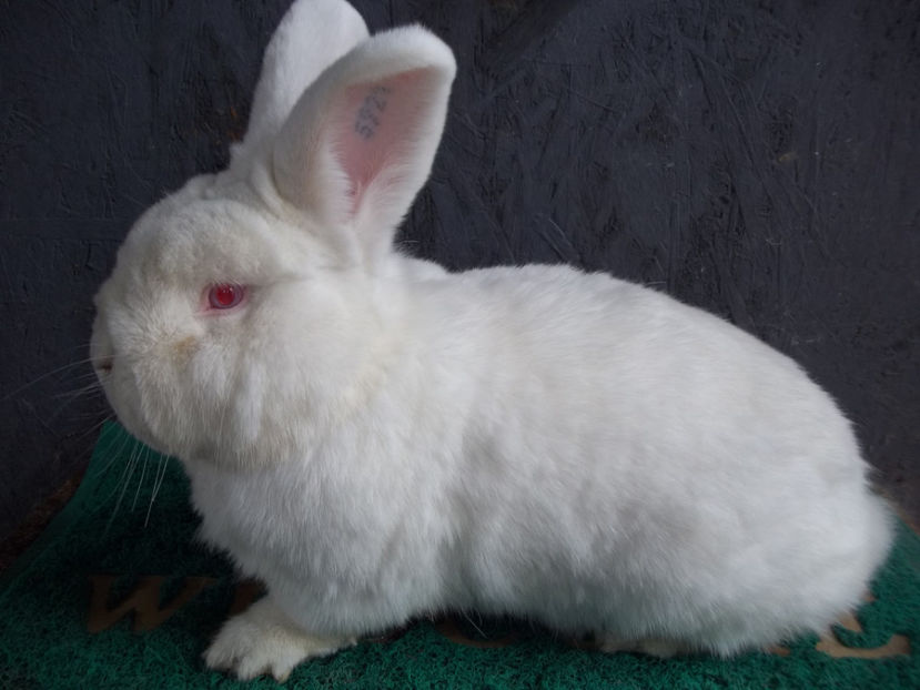  - Neozeelandez alb M 3