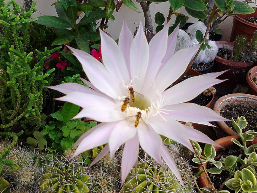 Picture0 011 078 - Cactusi si suculente