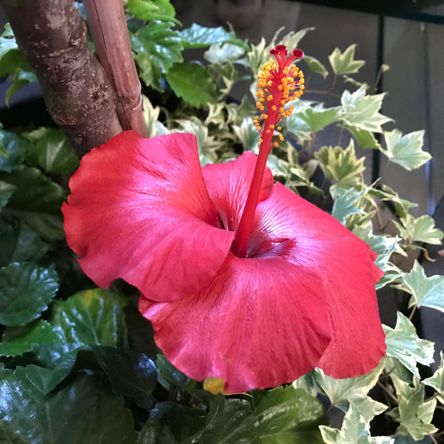  - 2018 Plante de interior