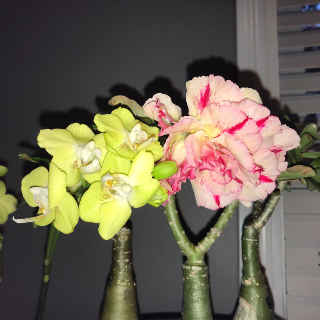  - 2018 Plante de interior