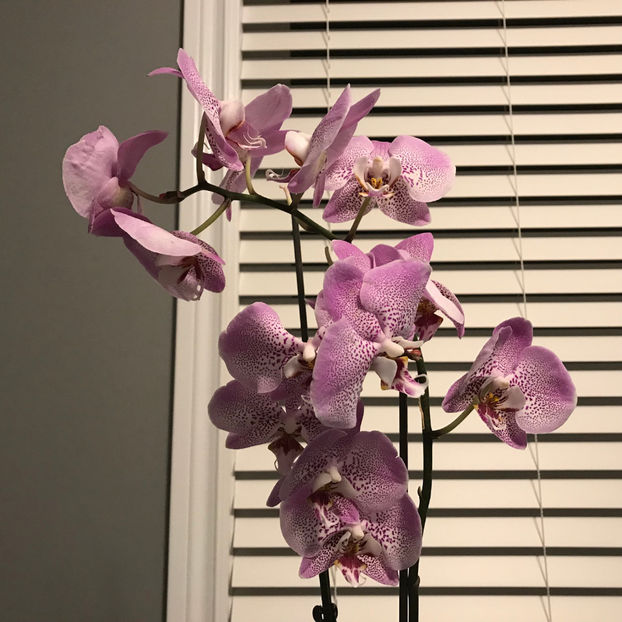  - 2018 Plante de interior