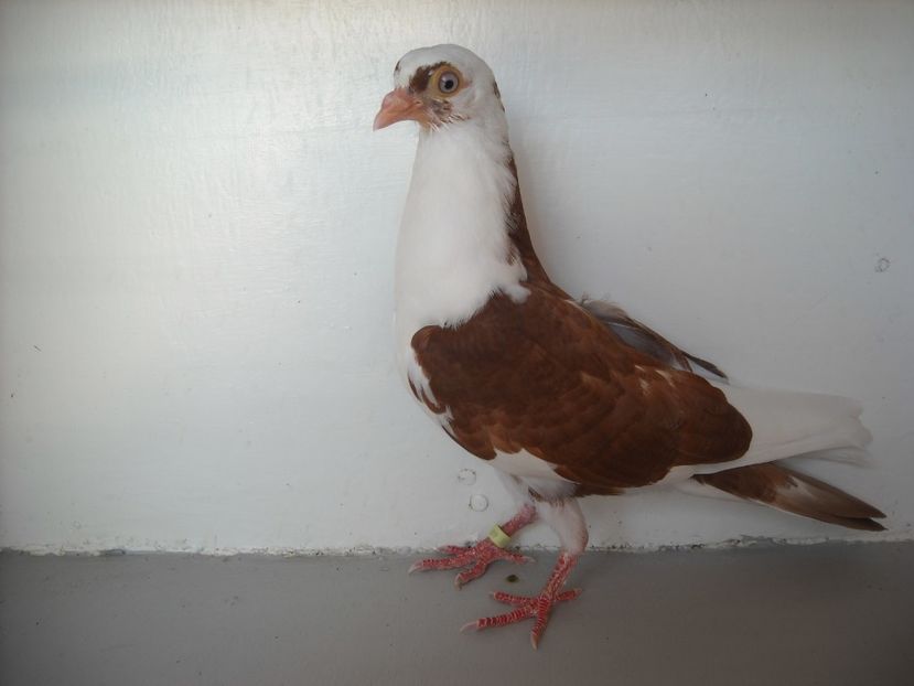  - PORUMBEI CARE MI AU APARTINUT