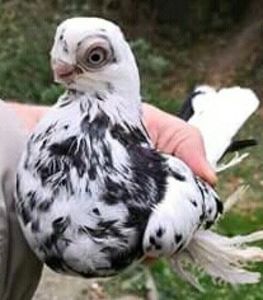  - JUCATOR EURASIAN BARB