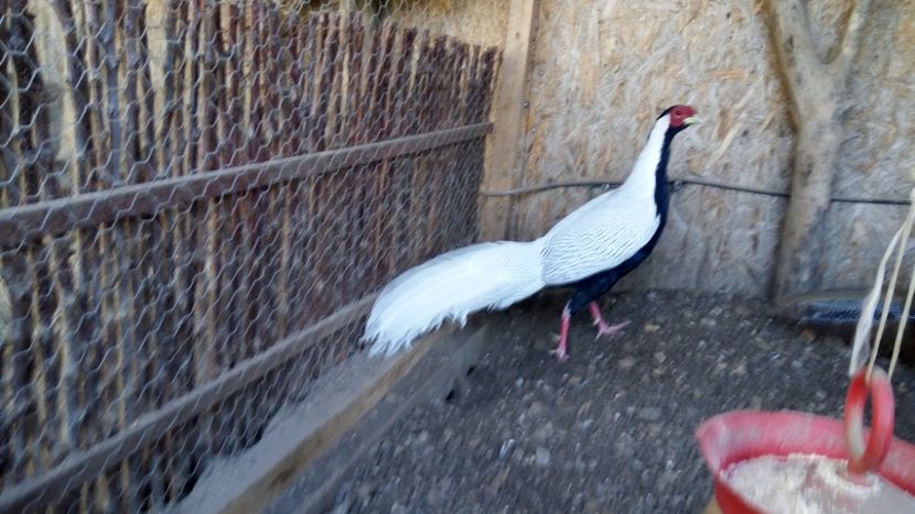 argintiu x1 - Fazani Arginti