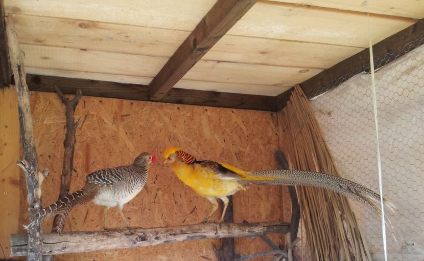 galben 1 - Auriu pe galben