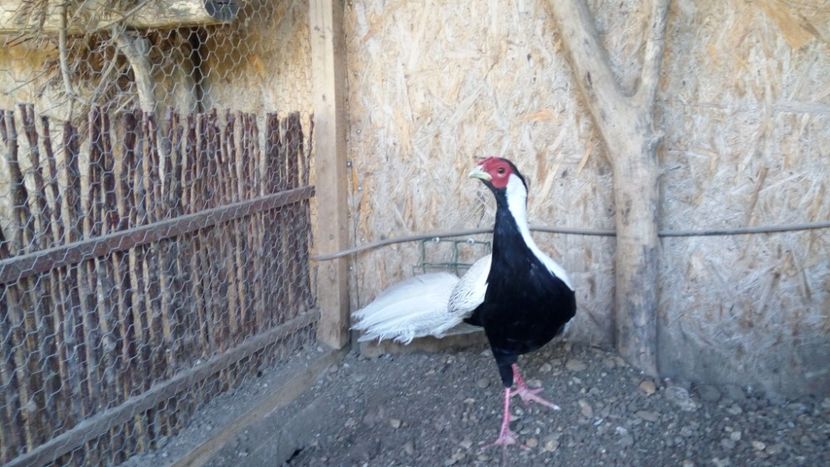 argintiu x2 - Fazani exotici