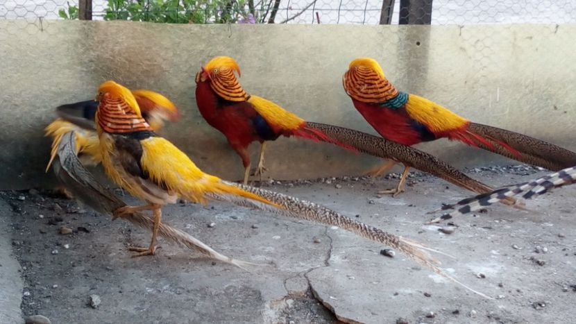 rosu si galben - Fazani exotici