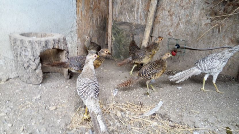 s3 - pui de fazan 2018