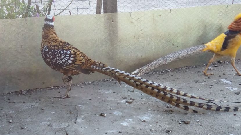 regal 2 - fazani Regali