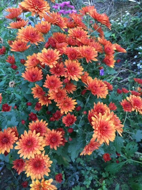 A00A13AC-3C06-4EFF-8632-BF727609AB1B - Crizanteme 2018