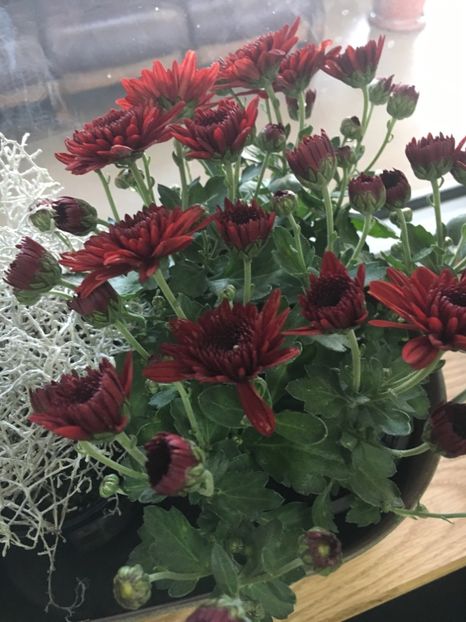 05A407B7-8128-4BAA-82D9-987C1E3B9902 - Crizanteme 2018