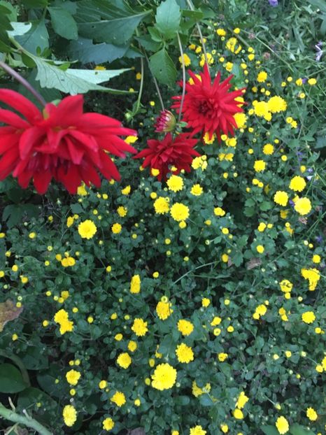 63DD775D-CC3D-4162-BFD2-B87F6881BF63 - Crizanteme 2018