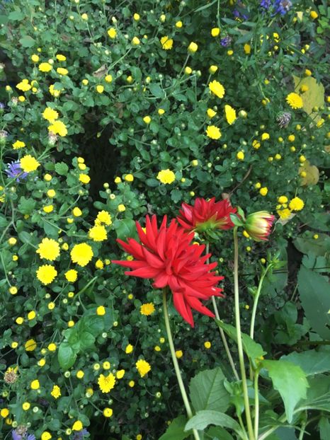 98AA1038-E4F8-45B3-90F7-7E5BC7CADC96 - Crizanteme 2018