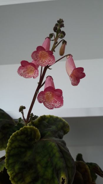  - 001 2018 - Smithiantha