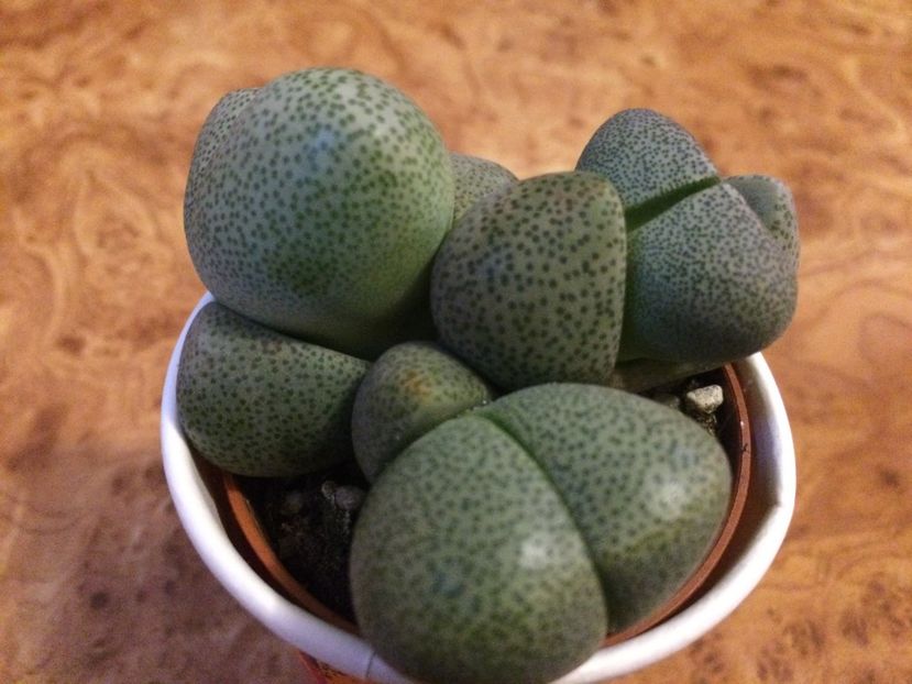  - Cactusi si suculente