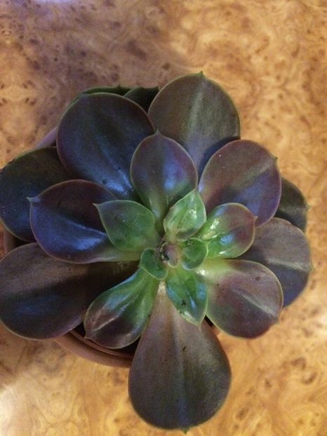  - Cactusi si suculente