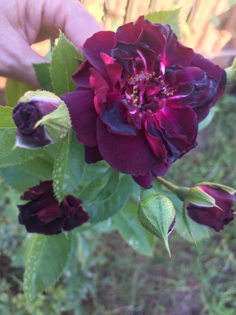 Katie s rose - Trandafiri